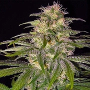 Nirvana Chrystal – Nirvana Seeds – Regulär – Produktansicht 2