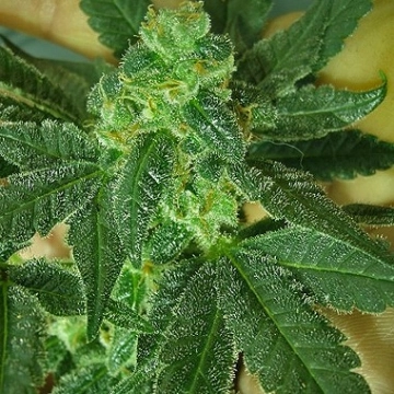 Nirvana Mango Skunk Cannabisblüte – gewachsen aus Regulaere Hanfsamen von Nirvana Seeds