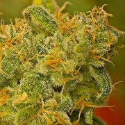 Nirvana Kaya Gold – Nirvana Seeds – Regulär – Produktansicht 2