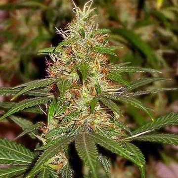 Nirvana Master Kush Cannabisblüte – gewachsen aus Regulaere Hanfsamen von Nirvana Seeds