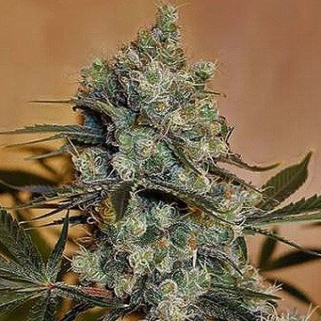 Nirvana Medusa Cannabisblüte – gewachsen aus Regulaere Hanfsamen von Nirvana Seeds