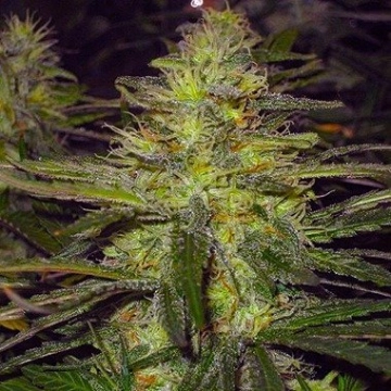 Nirvana Northern Light Cannabisblüte – gewachsen aus Regulaere Hanfsamen von Nirvana Seeds