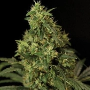 Nirvana Northern Light – Nirvana Seeds – Regulär