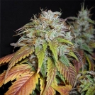 Nirvana Regular Swiss Cheese Cannabisblüte – gewachsen aus Regulaere Hanfsamen von Nirvana Seeds