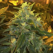 Northern Light Cannabisblüte – gewachsen aus Feminisierte Hanfsamen von Nirvana Seeds
