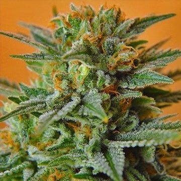 Papaya Cannabisblüte – gewachsen aus Feminisierte Hanfsamen von Nirvana Seeds