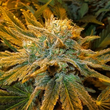 Pure Power Plant Cannabisblüte – gewachsen aus Feminisierte Hanfsamen von Nirvana Seeds