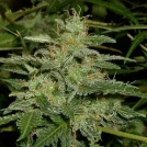 Short Rider Auto Cannabisblüte – gewachsen aus Automatic Hanfsamen von Nirvana Seeds