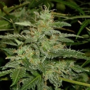 Short Rider Auto Cannabisblüte – gewachsen aus Automatic Hanfsamen von Nirvana Seeds