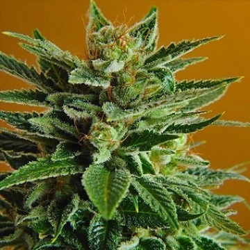 Snow White Cannabisblüte – gewachsen aus Regulaere Hanfsamen von Nirvana Seeds