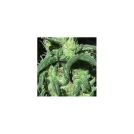 Sterling Haze Cannabisblüte – gewachsen aus Feminisierte Hanfsamen von Nirvana Seeds