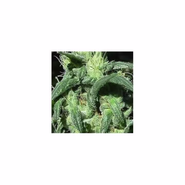 Sterling Haze Cannabisblüte – gewachsen aus Feminisierte Hanfsamen von Nirvana Seeds