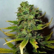 Super Skunk Female – Nirvana Seeds – Regulär – Produktansicht 2