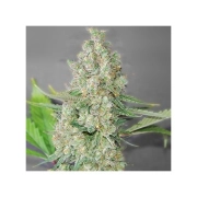 Super Skunk Female – Nirvana Seeds – Regulär