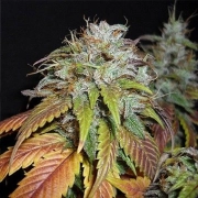 Swiss Cheese – Nirvana Seeds – Feminisiert – Produktansicht 2