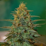 White Castle – Nirvana Seeds – Feminisiert – Produktansicht 2
