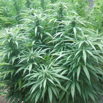 White Rhino Cannabisblüte – gewachsen aus Feminisierte Hanfsamen von Nirvana Seeds