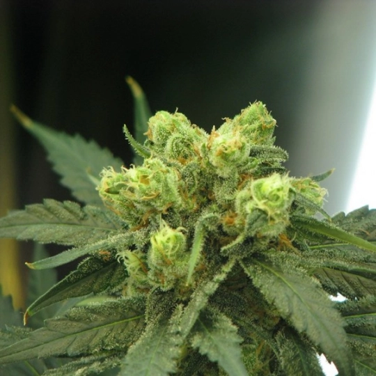 Wonder Woman – Nirvana Seeds – Feminisiert