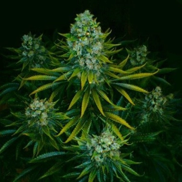 Acid Cannabisblüte – gewachsen aus Feminisierte Hanfsamen von Paradise Seeds