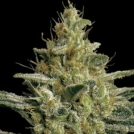 Allkush Cannabisblüte – gewachsen aus Feminisierte Hanfsamen von Paradise Seeds