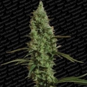 Atomical Haze Cannabisblüte – gewachsen aus Feminisierte Hanfsamen von Paradise Seeds