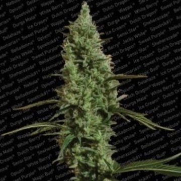 Atomical Haze Cannabisblüte – gewachsen aus Feminisierte Hanfsamen von Paradise Seeds
