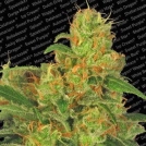 Auto Acid Cannabisblüte – gewachsen aus Automatic Hanfsamen von Paradise Seeds