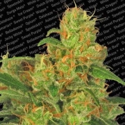 Auto Acid Cannabisblüte – gewachsen aus Automatic Hanfsamen von Paradise Seeds