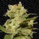 Auto Jack Cannabisblüte – gewachsen aus Automatic Hanfsamen von Paradise Seeds