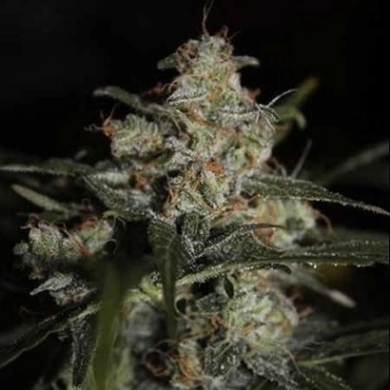 Auto Whiteberry Cannabisblüte – gewachsen aus Automatic Hanfsamen von Paradise Seeds