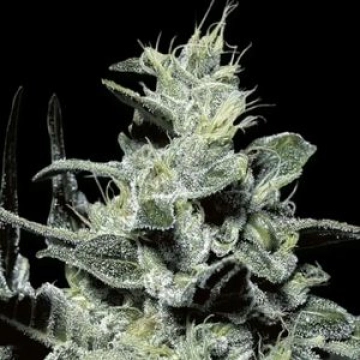 Nebula Cannabisblüte – gewachsen aus Automatic Hanfsamen von Paradise Seeds