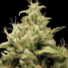 Opium Cannabisblüte – gewachsen aus Feminisierte Hanfsamen von Paradise Seeds