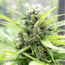 Pandora Auto Cannabisblüte – gewachsen aus Automatic Hanfsamen von Paradise Seeds