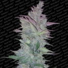 Vertigo Auto Cannabisblüte – gewachsen aus Automatic Hanfsamen von Paradise Seeds