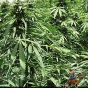 Afghan Express Cannabisblüte – gewachsen aus Automatic Hanfsamen von Positronics