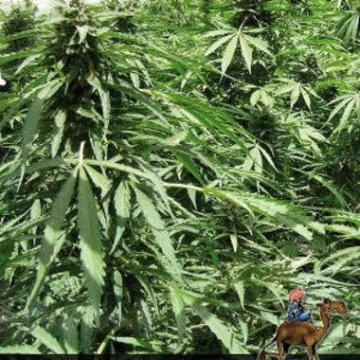 Afghan Express Cannabisblüte – gewachsen aus Automatic Hanfsamen von Positronics