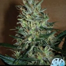 Amnesia Mystery Cannabisblüte – gewachsen aus Feminisierte Hanfsamen von Positronics