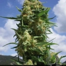 Black Widow Cannabisblüte – gewachsen aus Feminisierte Hanfsamen von Positronics