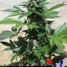 Blue Rhino Cannabisblüte – gewachsen aus Feminisierte Hanfsamen von Positronics
