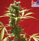 Caramel Ice Cannabisblüte – gewachsen aus Feminisierte Hanfsamen von Positronics