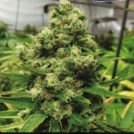 CBD+ Black Widow Cannabisblüte – gewachsen aus Feminisierte Hanfsamen von Positronics