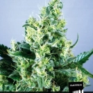 Claustrum Cannabisblüte – gewachsen aus Feminisierte Hanfsamen von Positronics