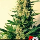 Critical #47 Cannabisblüte – gewachsen aus Feminisierte Hanfsamen von Positronics
