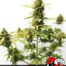 Critical Express Cannabisblüte – gewachsen aus Automatic Hanfsamen von Positronics