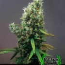 Cum Laude Cannabisblüte – gewachsen aus Feminisierte Hanfsamen von Positronics