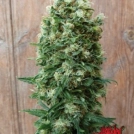 GordoMaster Kush Cannabisblüte – gewachsen aus Feminisierte Hanfsamen von Positronics