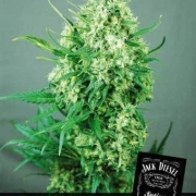 Jack Diesel Cannabisblüte – gewachsen aus Feminisierte Hanfsamen von Positronics