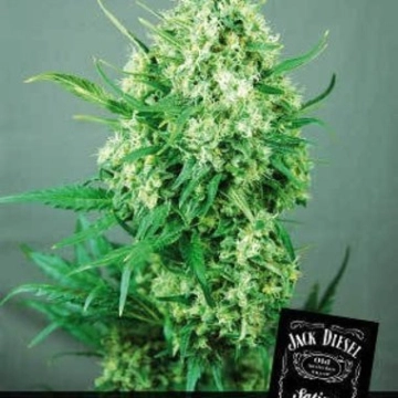 Jack Diesel Cannabisblüte – gewachsen aus Feminisierte Hanfsamen von Positronics