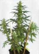 MayDay Cannabisblüte – gewachsen aus Automatic Hanfsamen von Positronics