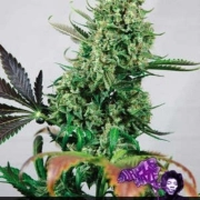 Purple Haze – Positronics – Feminisiert – Produktansicht 2